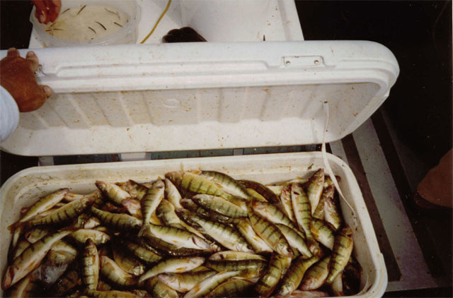 Cooler full of Lake Erie yellow perch