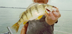 Lake Erie Perch