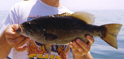 Lake Erie Smallmouth Bass