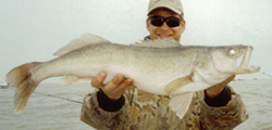 Lake Erie Walleye